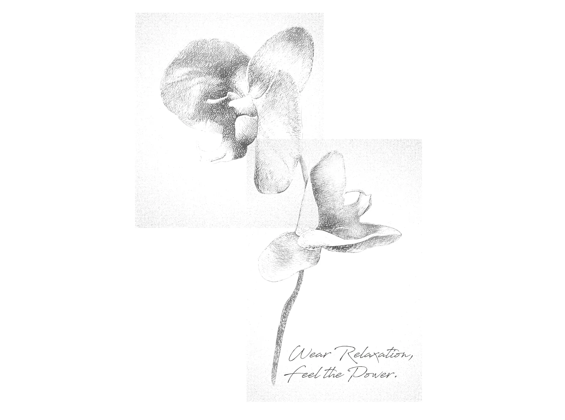 Taiwan Orchid 蘭花 踢恤插畫設計