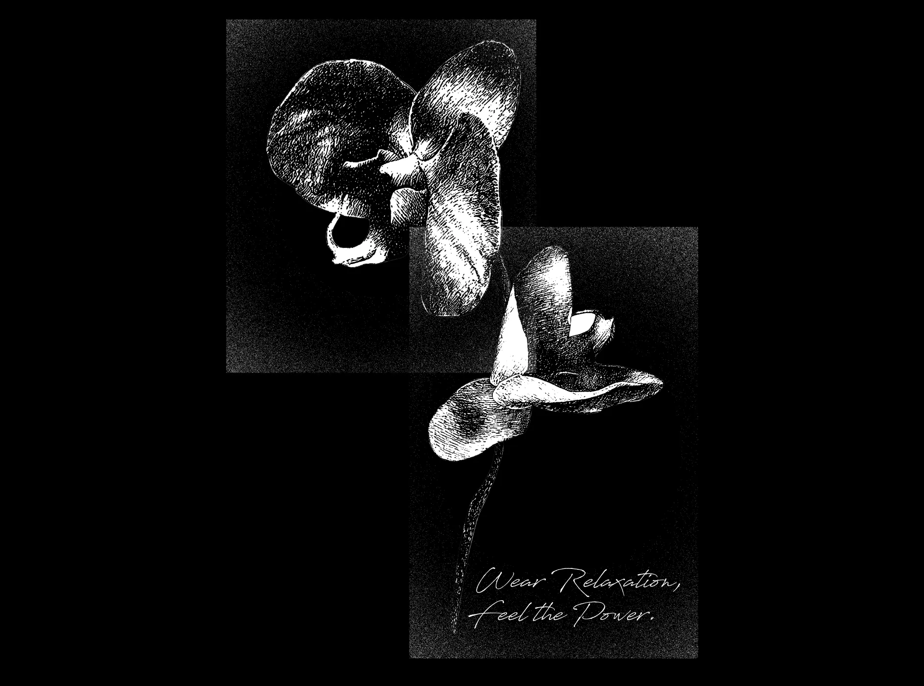 Taiwan Orchid 蘭花 踢恤插畫設計